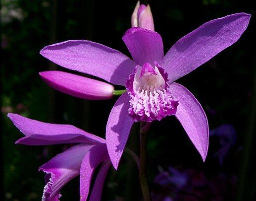 Storczyk naziemny Bletilla striata syn. Bletilla hyacinthina /P9 *K15w17