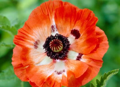 Mak wschodni PICOTEE Papaver orientale /P11