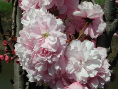 Wiśnia kolumnowa AMANOGAWA piłkowana Prunus serrulata C5/1,4m *K6