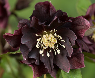 Ciemiernik DOUBLE ELLEN PURPLE Helleborus /C2 *K8