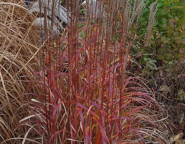 Miskant chiński GHANA Miscanthus sinensis /C2 *T1