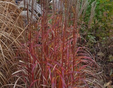 Miskant chiński GHANA Miscanthus sinensis /C2 *T1