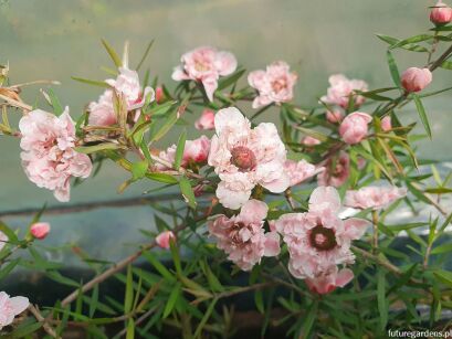 Manuka APPLEBLOSSOM Leptospermum scoparium zw. Drzewko herbaciane C2/30-40cm *K12