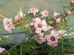 Manuka APPLEBLOSSOM Leptospermum scoparium zw. Drzewko herbaciane C2/30-40cm *K12