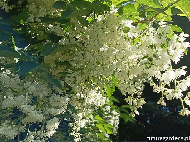 Styrakowiec chiński Pterostyrax corymbosa C3/1,6-1,8m *K6