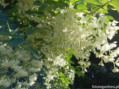 Styrakowiec chiński Pterostyrax corymbosa C3/60-80cm *T62