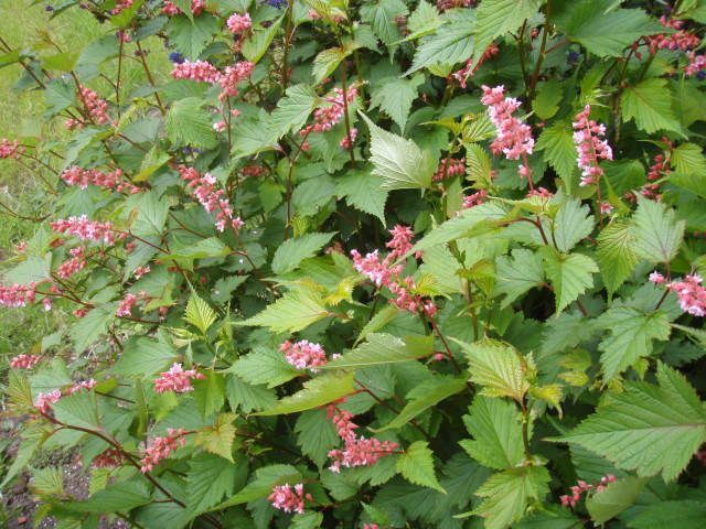 Neilia tybetańska Neillia thibetica C2/40-60cm *T64