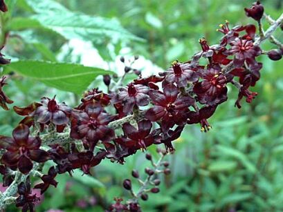 Ciemiężyca czarna Veratrum nigrum