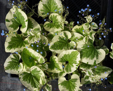 Brunera wielkolistna VARIEGATA /P9 *7