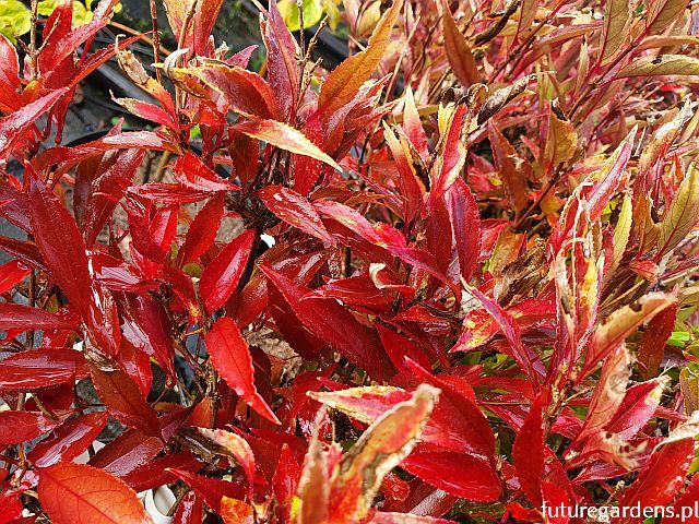Żylistek wysmukły VARIEGATA Deutzia gracilis C3/20-30cm *K20