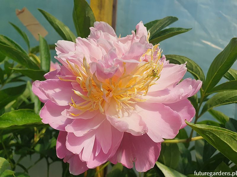 Piwonia LAVON Peonia lactiflora /C4 *K16