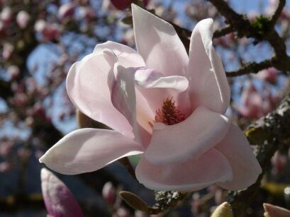 Magnolia ATLAS C3/60cm