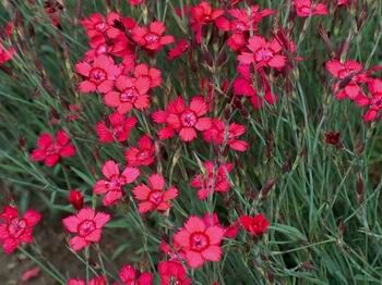 Goździk kropkowany BRILLANT Dianthus deltoides /C1,5