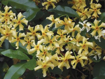 Trachelospermum jasminoides 'Star of Toscana' Jaśmin C3/120cm *K9