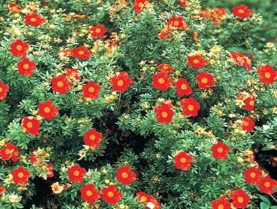 Pięciornik krzewiasty MARIAN RED ROBIN 'Marrob' Potentilla fruticosa /C1,3 *K4