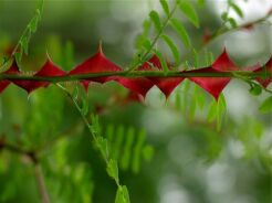 Róża czteropłatkowa f.oskrzydlona Rosa omeiensis v. pteracantha