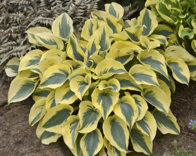 Hosta AUTUMN FROST Funkia /C2