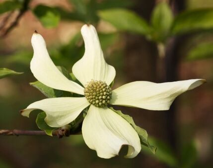 Dereń nuttalla PORTLEMOUTH Cornus nuttallii C5/80-100cm *K13