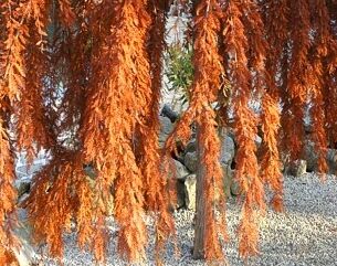 Metasekwoja PENDULA Metasequoia glyptostroboides C7,5/1,2-1,4m *K14