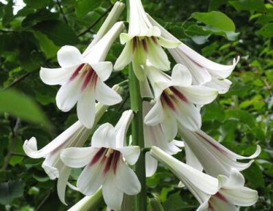 Lilia himalajska L.gigant Cardiocrinum giganteum syn.Lilium giganteum /P9 *K15