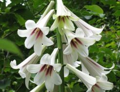 Lilia himalajska L.gigant Cardiocrinum giganteum syn.Lilium giganteum /P9 *K15