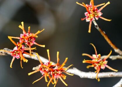 Oczar karłowy QUASIMODO wiosenny Hamamelis vernalis 40cm/C5-misa