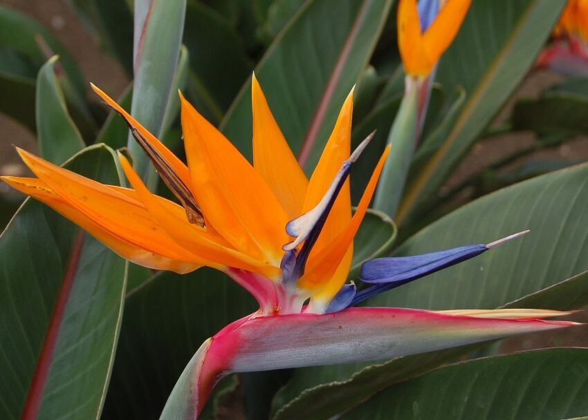 Rajski ptak Strelicja królewska Strelitzia reginae 4-pędowa/C3