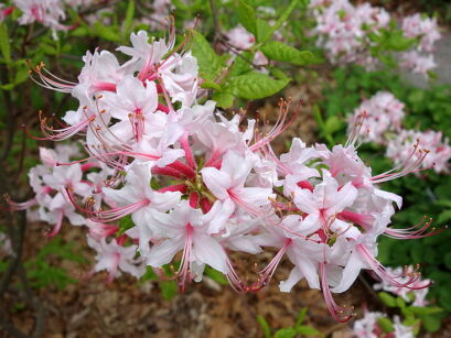 Rhododendron periclymenoides in.Azalia wiciokrzewowata /C2 *K11