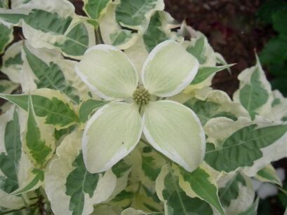 Dereń kousa LAURA Cornus kousa C7,5/40-60cm *K14w6
