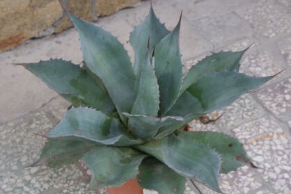 Mrozoodporna Srebrna Agave Ovatifolia