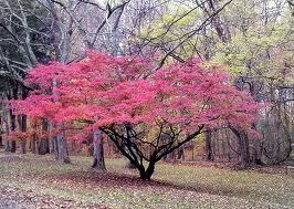 Dereń kwiecisty CHEROKEE CHIEF  Cornus florida