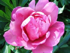 Piwonia ITOH PINK DOUBLE DANDY 'Keiko' Paeonia /C4-C5 *6-O