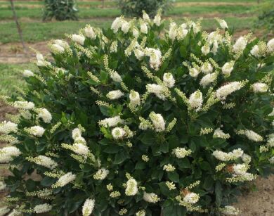 Orszelina karłowa SIXTEEN CANDLES Clethra alnifolia C3/30cm *6T