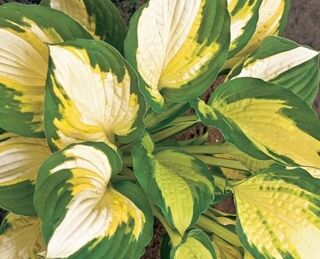 Hosta COLOR FESTIVAL Funkia /C2 *5