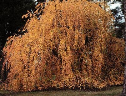  Grujecznik płaczący TIDAL WAVE Cercidyphyllum japonicum C3/80-100cm