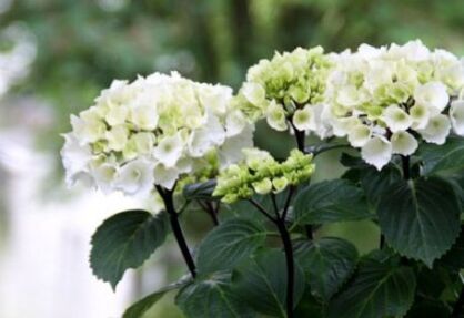 Hortensja ogrodowa ZEBRA® Hydrangea macrophylla 'Black Steel' White /C5