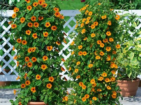 Thunbergia mieszanka- nasiona 0,5 g - Thunbergia Alata