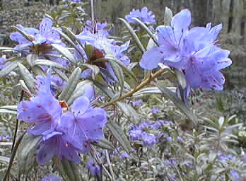 Rhododendron hippophaeoides /C2