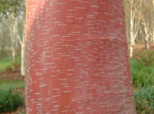 Brzoza chińska PINK CHAMPAGNE Betula albosinensis C3/100cm *K8