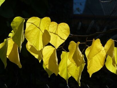 Judaszowiec kanadyjski HEARTS OF GOLD Cercis canadensis C4/1-1,2m *K9