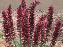 Żmijowiec czerwony  Echium amoenum - nasiona 3szt.