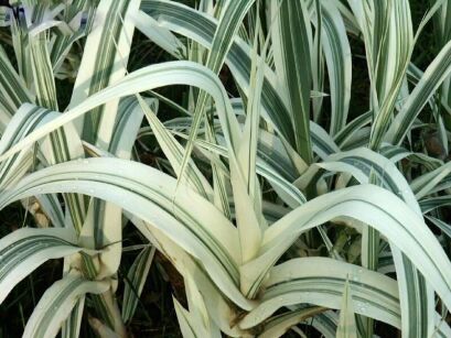 Lasecznica trzcinowata ELY Arundo donax /C3 *K15
