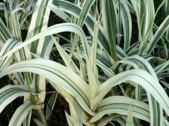 Lasecznica trzcinowata ELY Arundo donax /C3 *K15