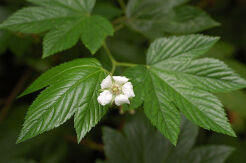 Rubus trifidus Jeżyna trójlistna C5/50-60cm *K8