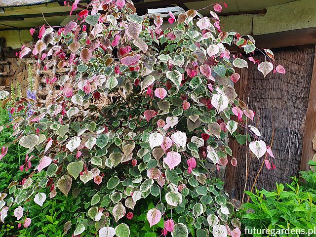 Judaszowiec parasolowaty CAROLINA SWEET HEART™ 5-letni Cercis canadensis C12/1,4-1,6m *K6