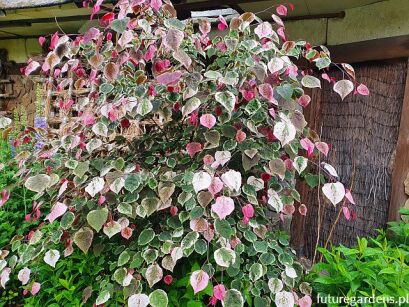Judaszowiec parasolowaty CAROLINA SWEET HEART™ 5-letni Cercis canadensis C12/1,4-1,6m *K6