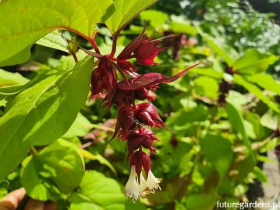 Leicesteria piękna GOLDEN LANTERNS Leycesteria formosa C3/40-60cm *T45