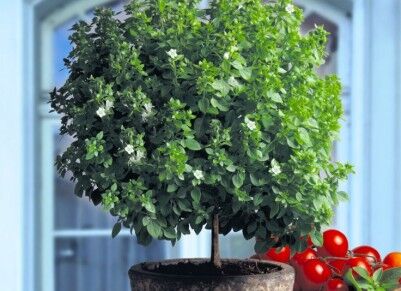 Bazylia GRECKA (tree) w doniczce 1,5l