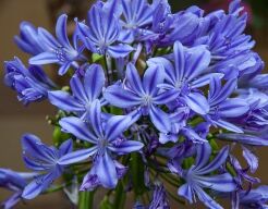 Agapant Lilia afrykańska Agapanthus africanus /P9 *8
