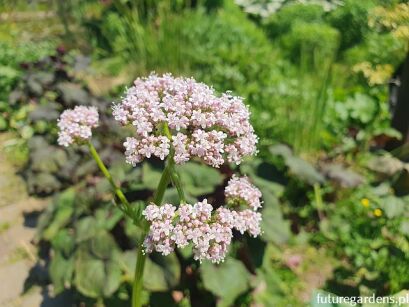 Kozłek lekarski Valeriana officinalis /C1,5 *K7